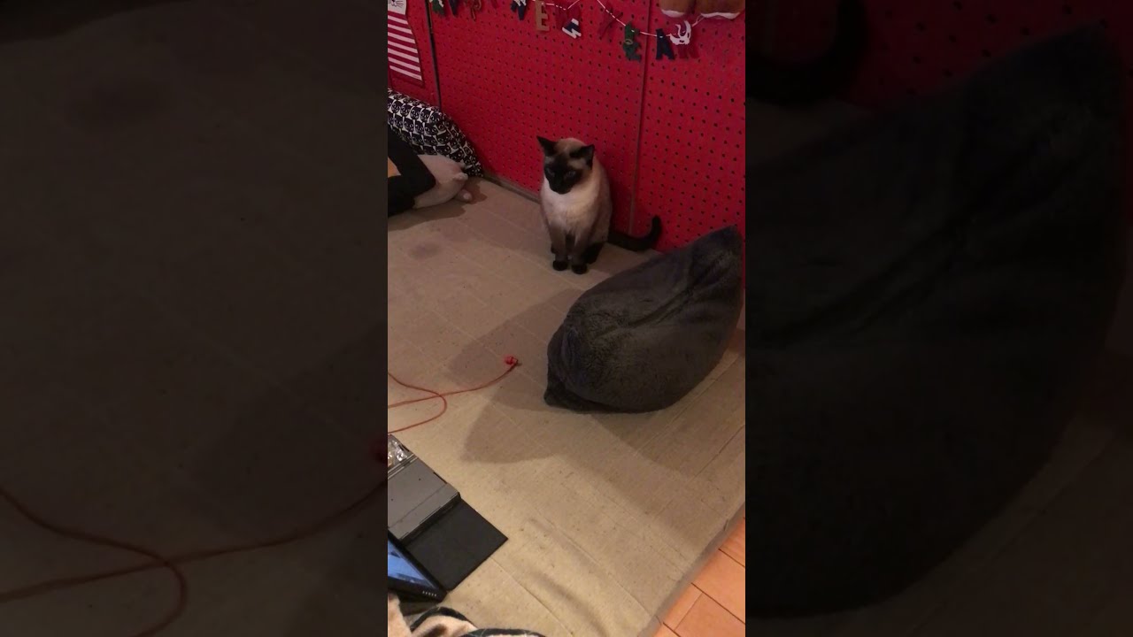 隠れる前にたぬき猫に見つかっちゃったシンガプーラなのにゃ♪