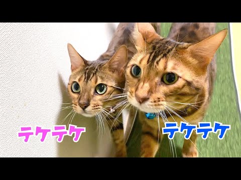 ベンガル父猫と娘猫のテケテケタイム #shorts