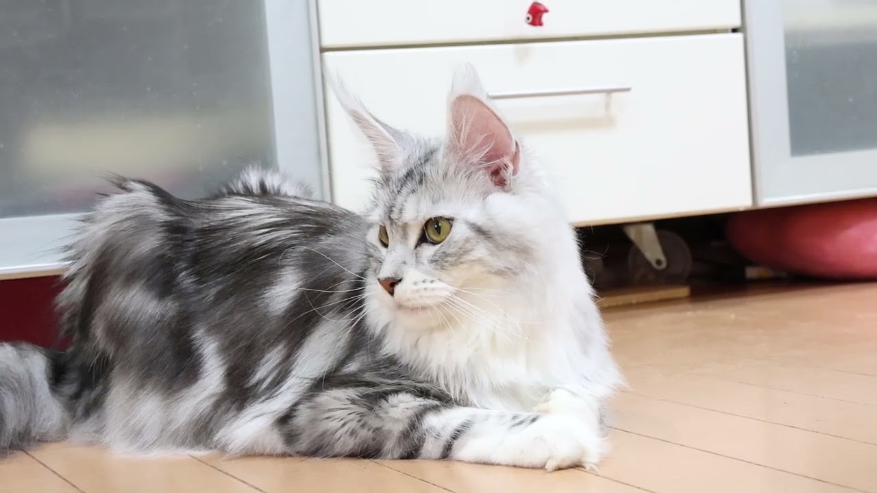 世界一美しいシルバーのメインクーン