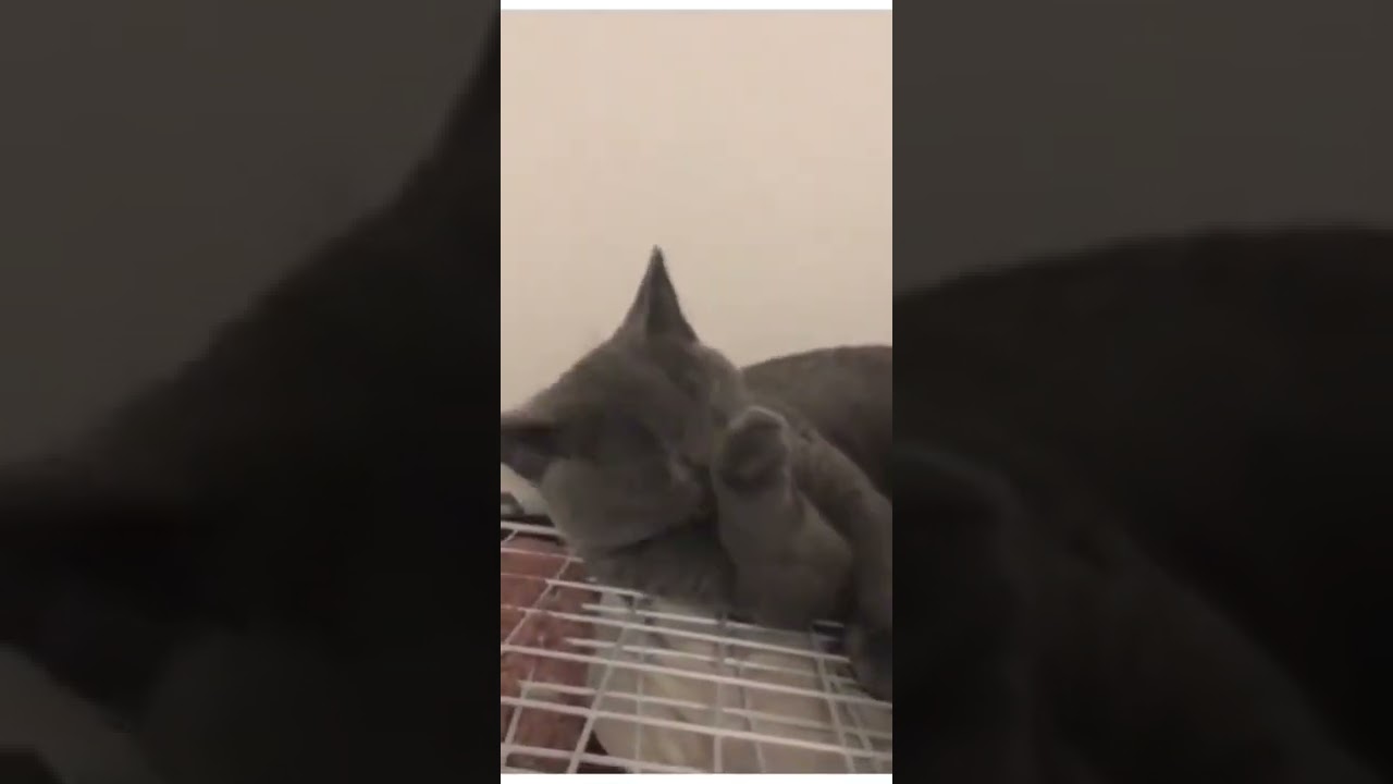 シャルトリュー　子猫