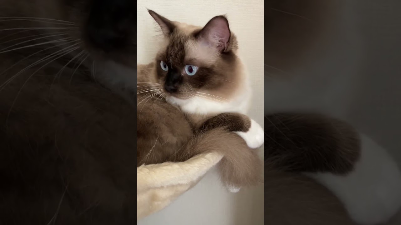 アライグマに似ているたぬきみたいラグドールの猫がバスケットでのんびりしている