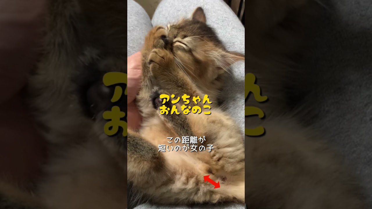 子猫の性別の見分け方