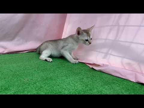 11月17日生まれのシンガプーラの男の子☆