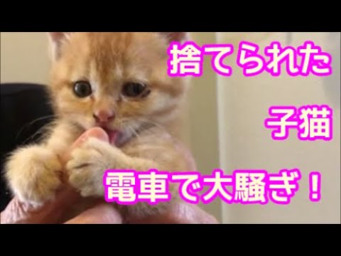 保護した1ヶ月の子猫が電車で大騒ぎ！ガマンしきれずキャリーの中で… A rescued kitten makes a fuss on the train!