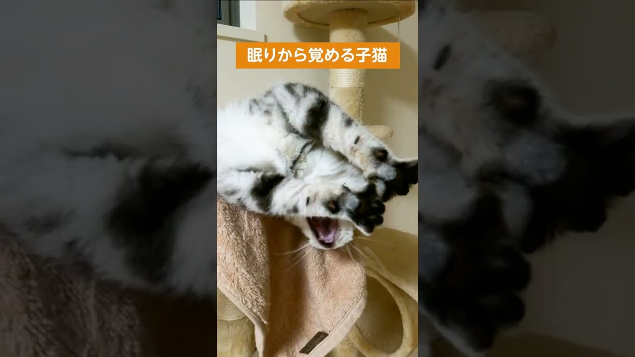 寝起きのルーティーン【アメリカンショートヘアー】 #shorts #こねこ #アメショー