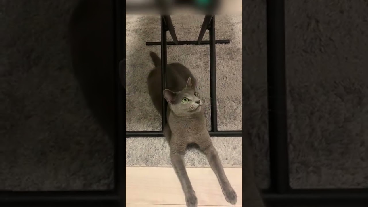 決して立ち上がらない猫【ロシアンブルー】 #Shorts
