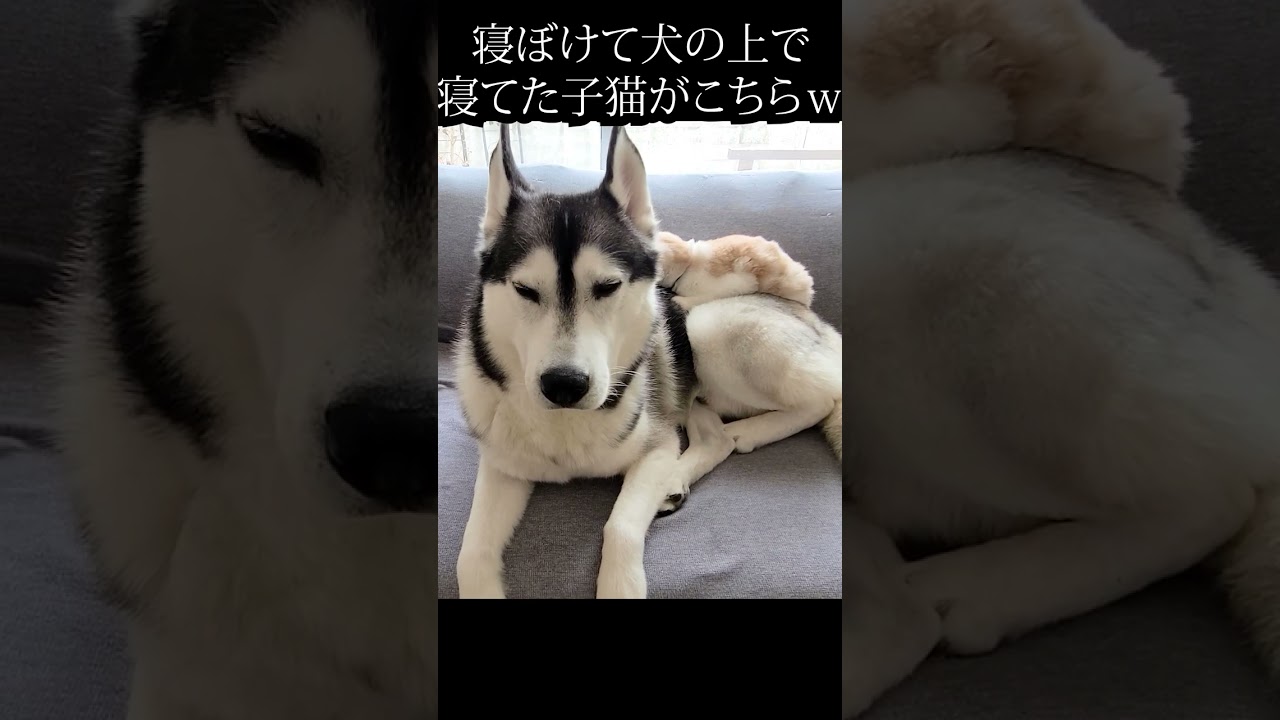 寝ぼけてベットと間違って犬の上で寝てた子猫がこちら#shorts