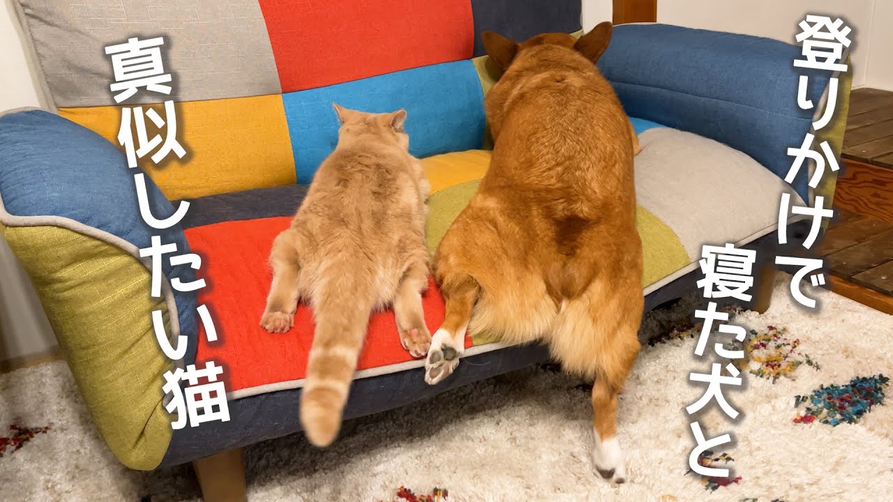 兄犬の真似をする猫が可愛い【コーギー】【マンチカン】