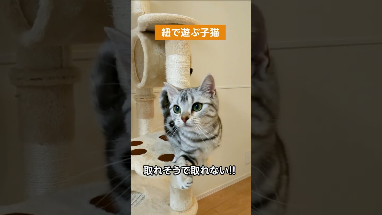 紐で遊ぶ子猫【アメリカンショートヘアー】 #shorts #猫 #ねこのいる生活