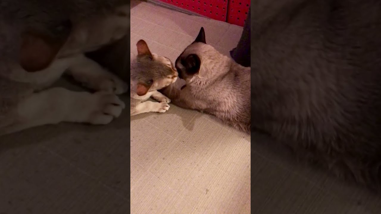 たぬき猫をカプカプしちゃうシンガプーラなのにゃ♪