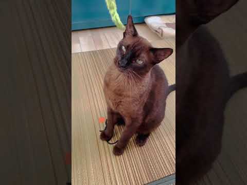 【猫カフェ紅葉】猫じゃらしで遊ぶトニィ君