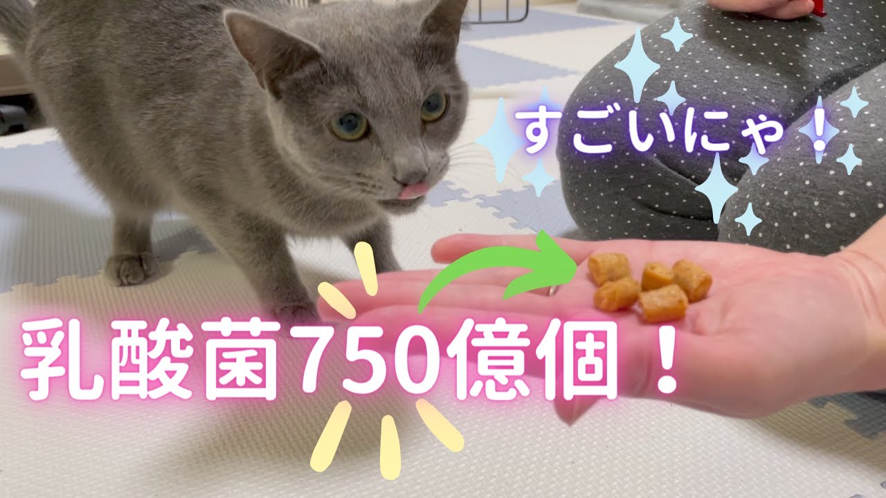 乳酸菌750億個を摂取する猫（ロシアンブルー）