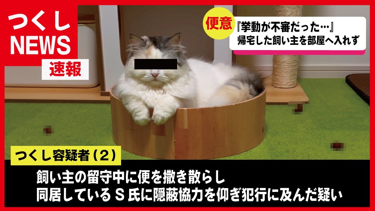 【絶望】2日ぶりに家に帰ったら部屋中う○こまみれになってました【関西弁でしゃべる猫】