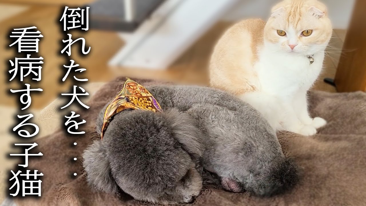 疲労で倒れた犬を心配して看病する子猫がこちら...