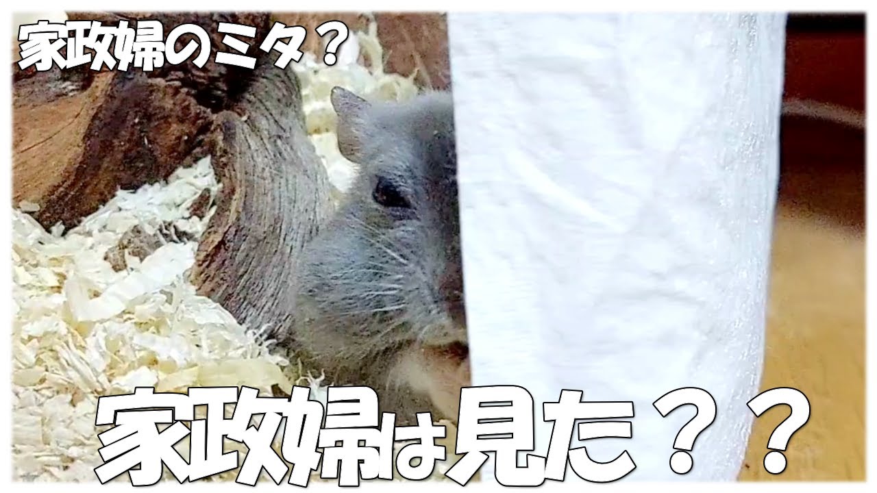家政婦のアン子さんは見た？ミタ？？【ロシアンブルーハムスター】