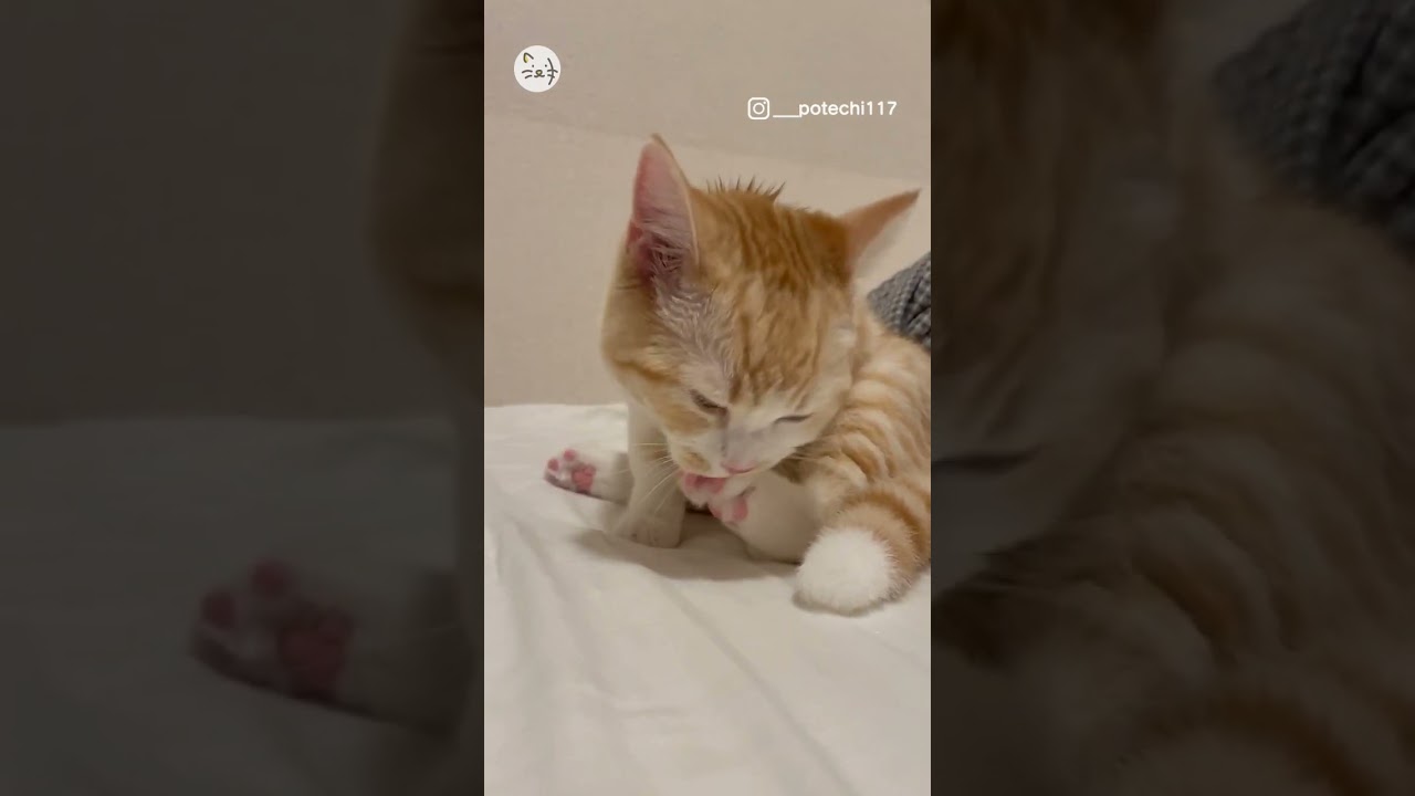 ペロペロ綺麗好きな子猫ちゃん！Delicious🐈 #猫王国 #スコティッシュフォールド #猫のいる暮らし #cats #animals #pets