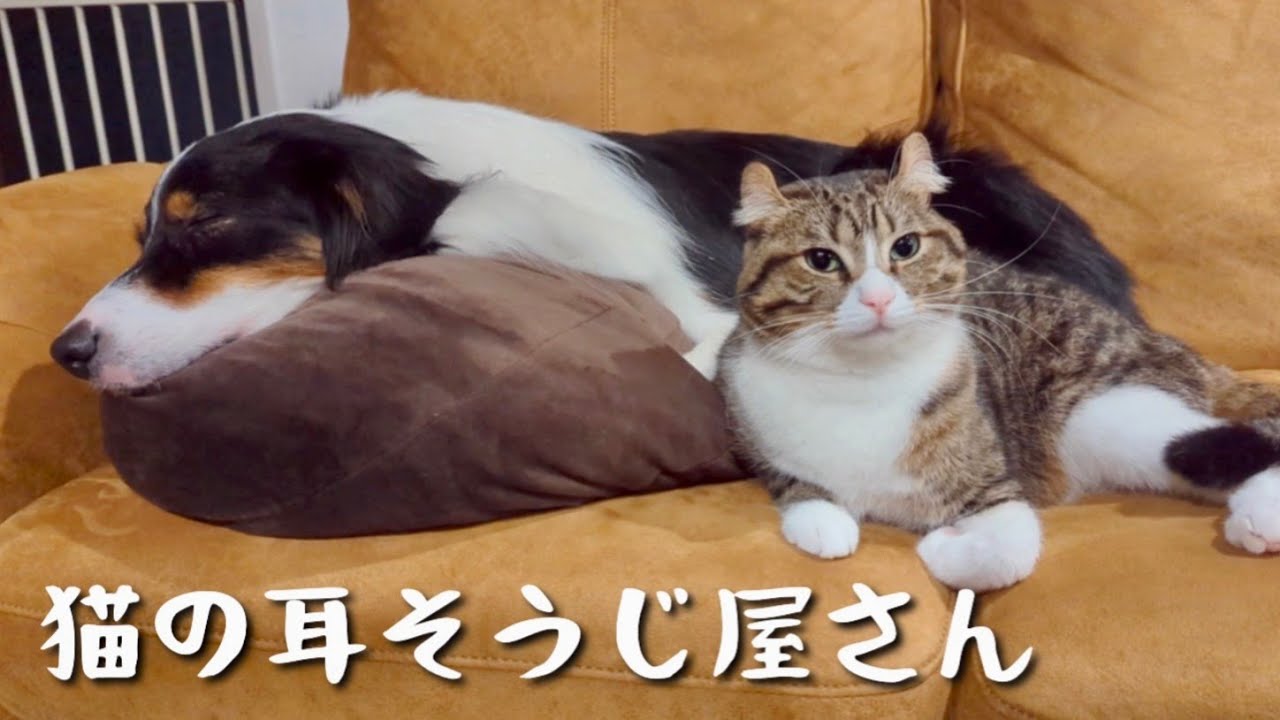 くっついたり一緒に寝たり耳掃除したり、ベッタベタな犬と猫