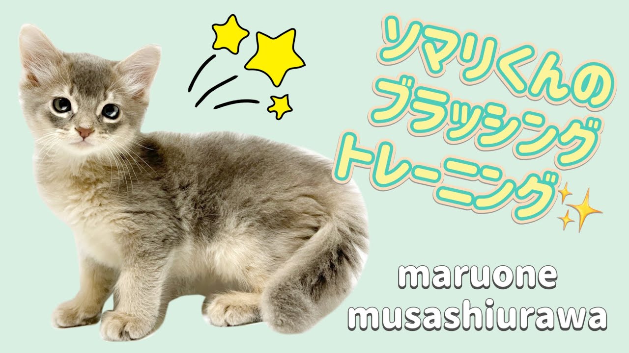 【ソマリ】ブラッシングトレーニングはじめました！