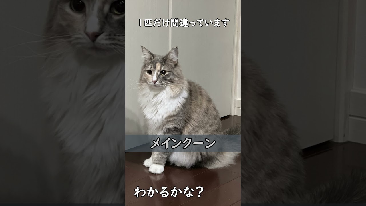 ノルウェージャンフォレストキャット？サイベリアン？メインクーン？