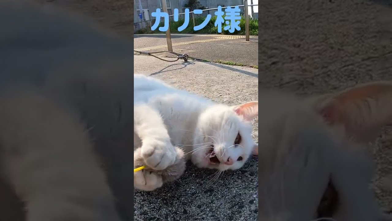 あの凶暴猫のカリン様がボンボンじゃらしに唸り声 Ferocious cat #shorts