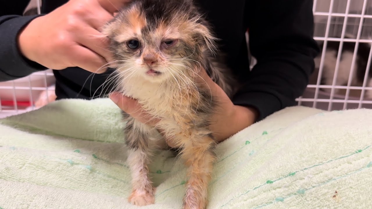 汚物にごみ…過酷な環境で汚された体【多頭飼育崩壊から保護されたスコティッシュフォールドの子猫達】 #5