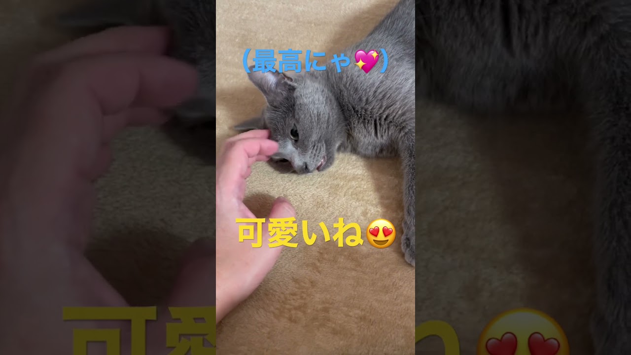 ご飯の後は甘えるけど・・・な猫（ロシアンブルー）#shorts