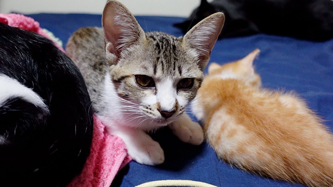 お世話好きな子猫が赤ちゃん猫と一緒に寝るようになりました