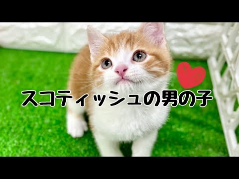 スコティッシュフォールドの子猫　（中之島）