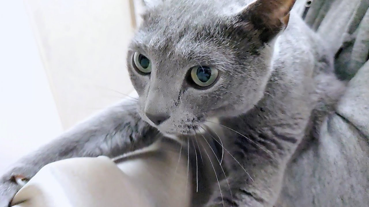 【猫動画】嫁の腕をよじ登るロシアンブルー【russianbule】Russian blue climbing up on his wife's arm