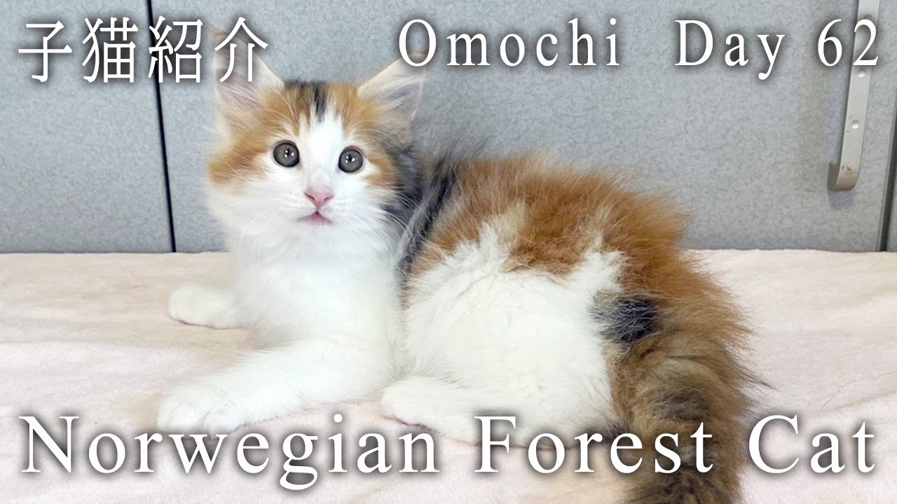 ノルウェージャンフォレストキャット 子猫 おもち 62日目