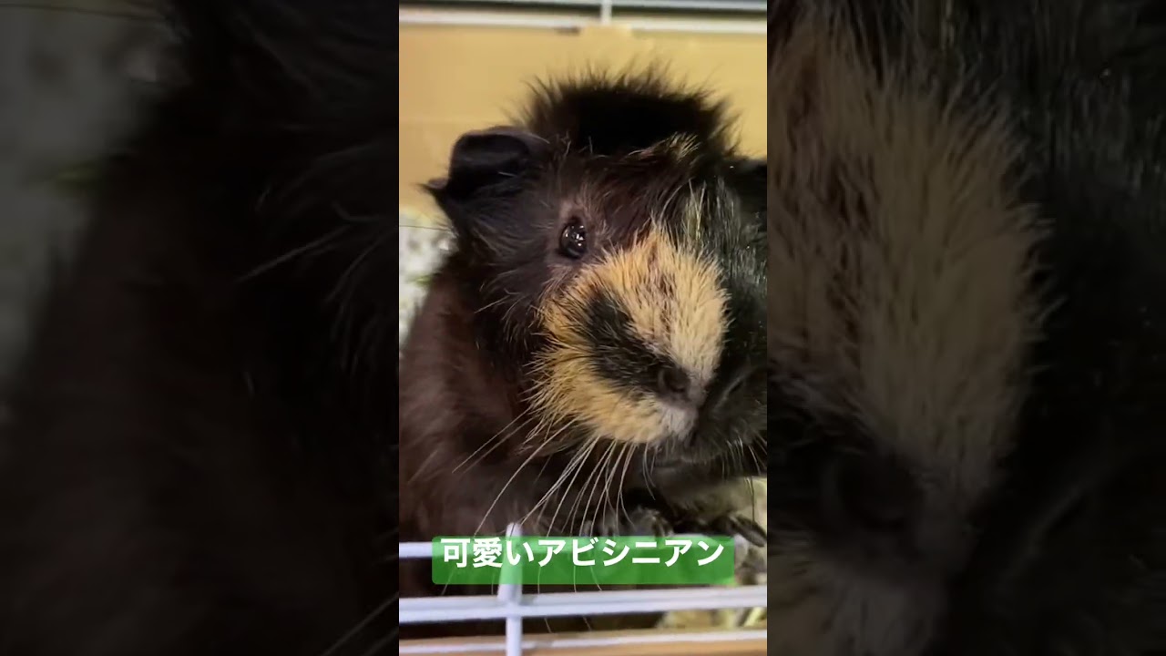 お野菜大好きなアビシニアンモルモット！(熱帯倶楽部　本店)