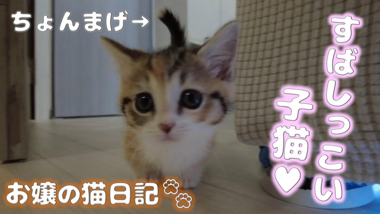 テトテト走る子猫が小さくて可愛すぎる問題【お嬢の猫日記 / OJO- CAT DAILY】