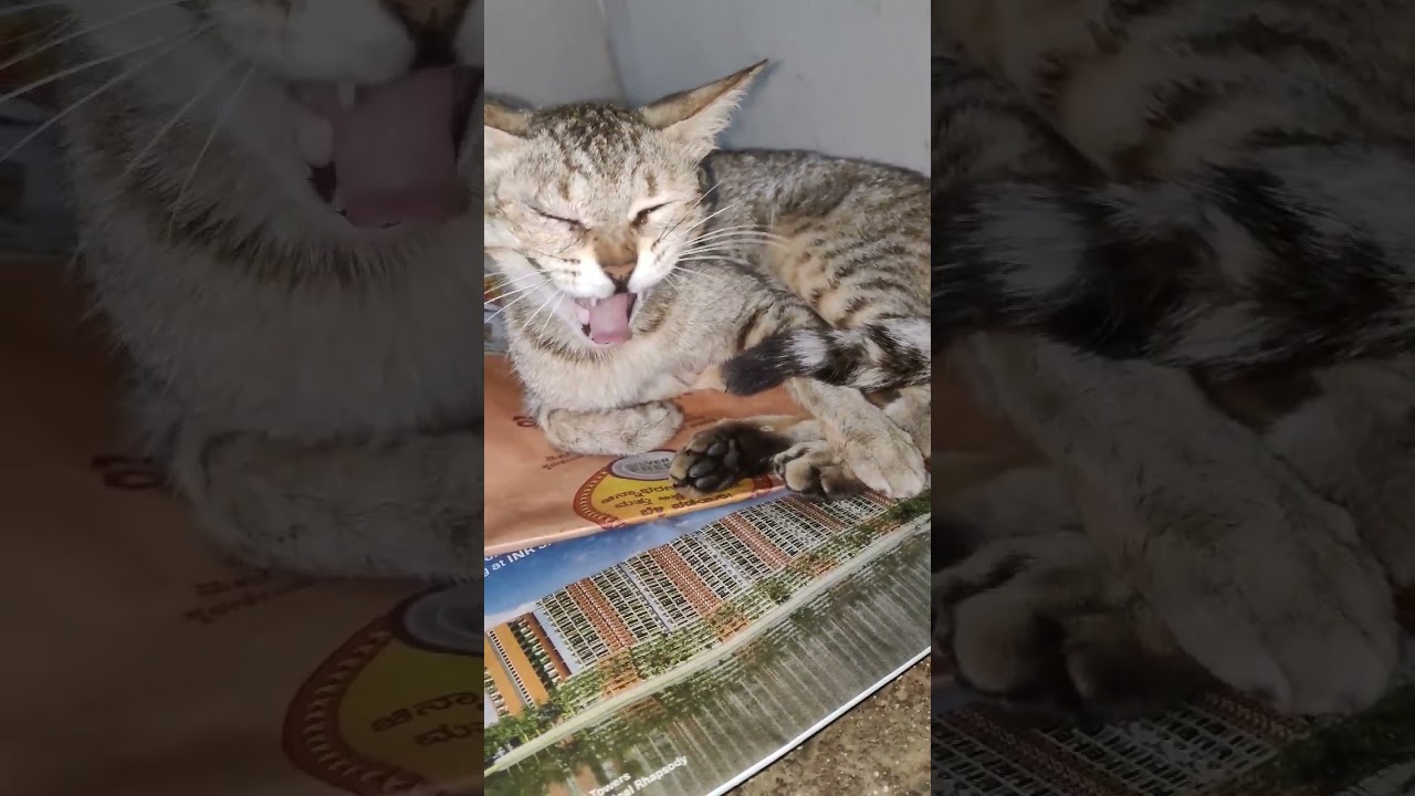 cute CAT with her KITTENS. #catvideos #shorts #youtubeshorts #momcat #cat #catlover #love