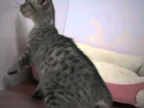 ペットショップCOO＆RIKUエジプシャンマウＮｏ２３７６５７