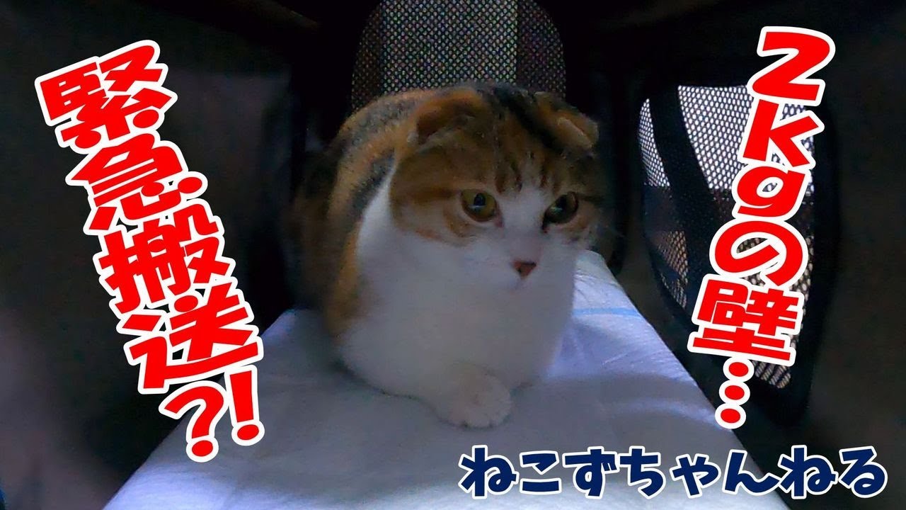 むぎ緊急搬送　そろそろだよね…　２㎏の壁は厚い　マンチカン「むぎ」　ねこずちゃんねる510 #猫 #ねこ #cat  #仔猫 #短足