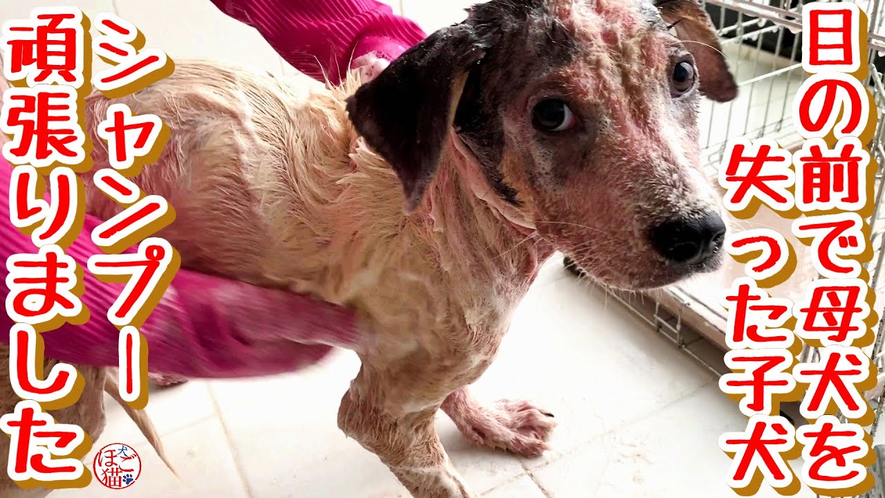 【子犬　保護犬　子猫】　目の前で母犬を失ったボロボロの子犬　シャンプー頑張りました　福ちゃんもお勉強頑張りました！