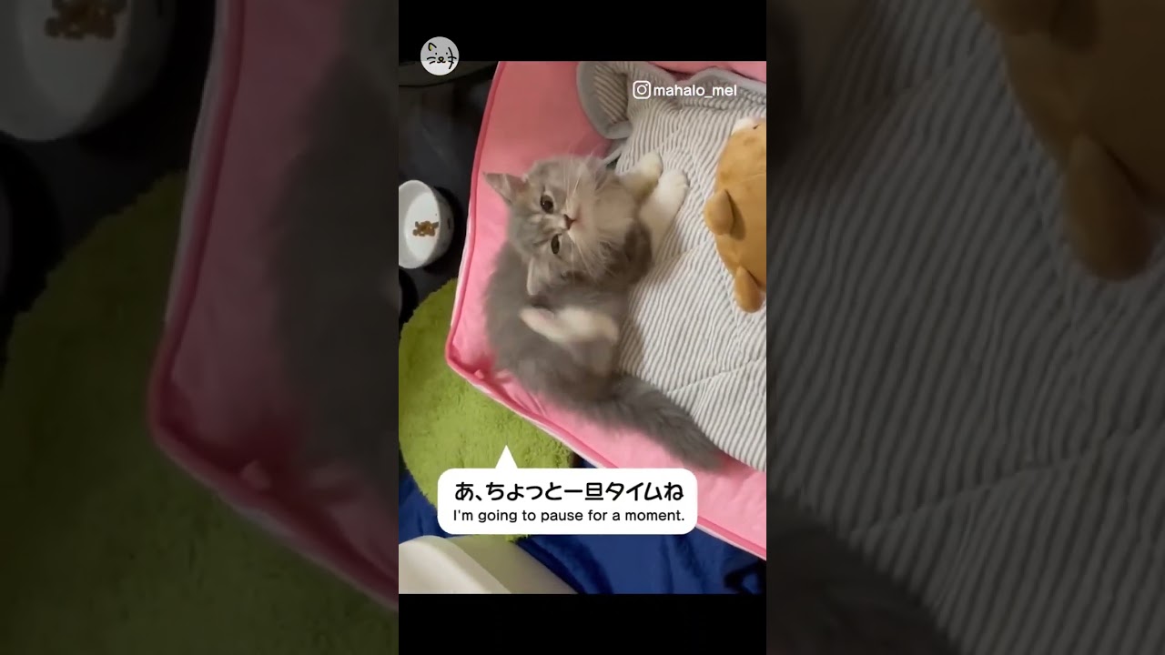 縄張り争い！Turf war🐈メルちゃん 1歳 メス ラガマフィン #猫王国 #猫 #猫のいる暮らし #cat #tv