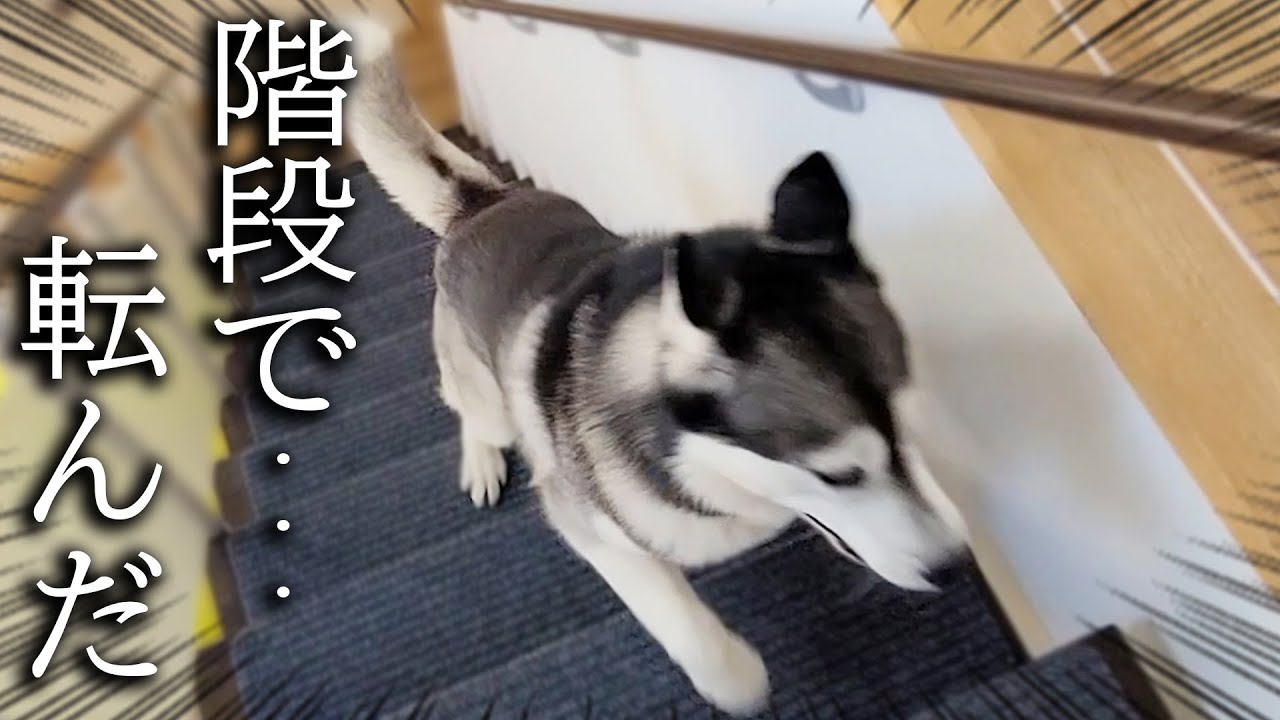 子猫に良いところを見せようとしたが階段で転んでしまったハスキー犬...