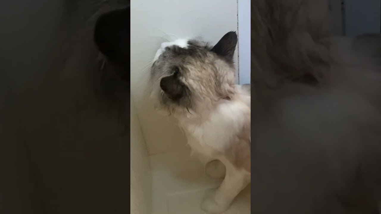 甘えん坊ラグドールのお風呂 #shorts
