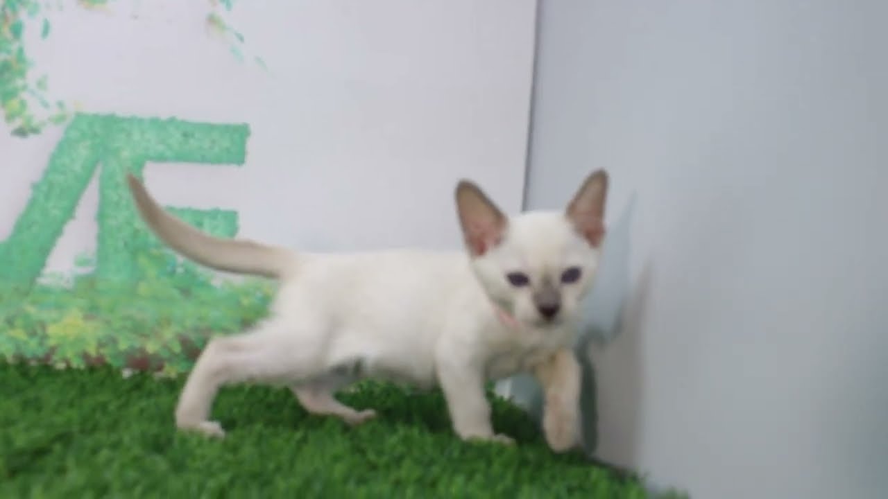 Coo&RIKU　No615524　トンキニーズ