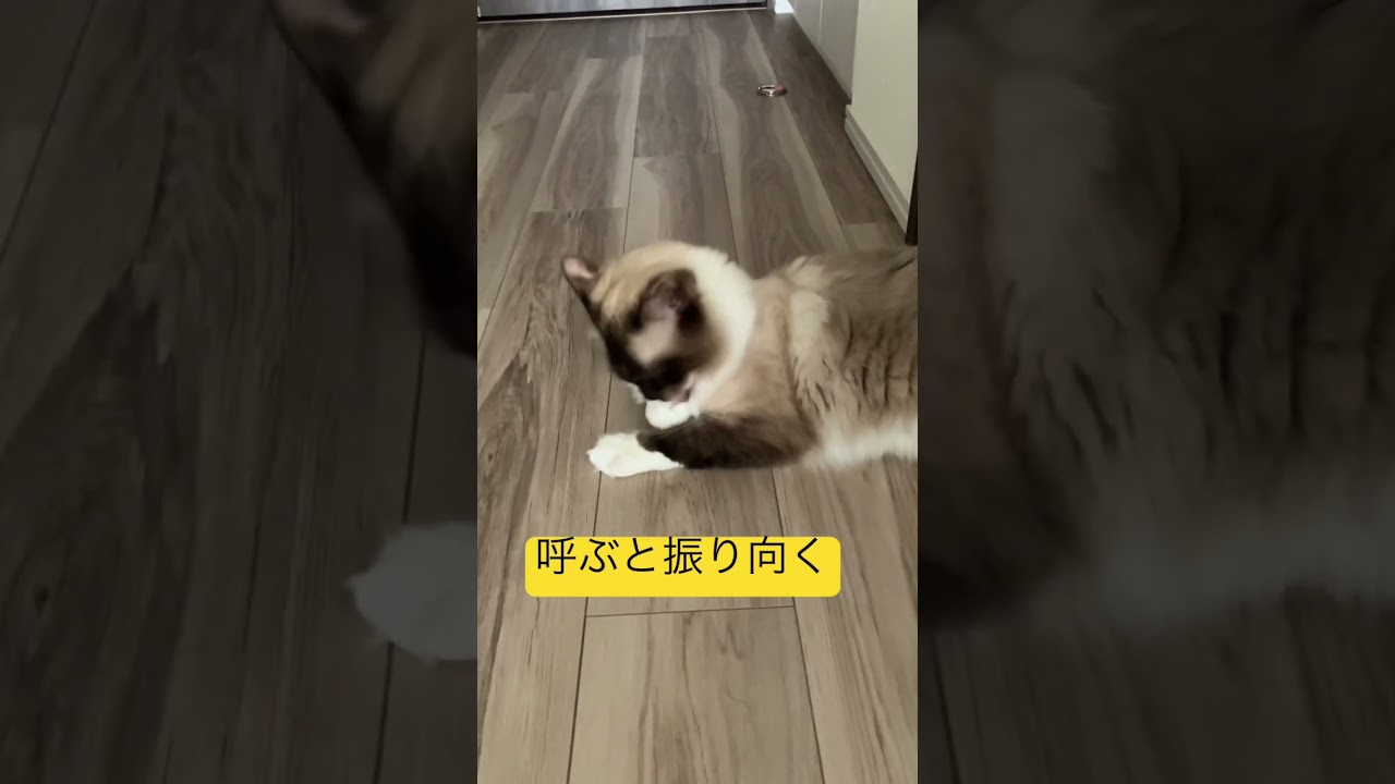 たぬきと呼ぶと振り向くラグドールのたぬ君