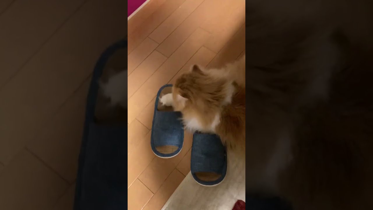 相変わらずスリッパで寝る猫ｗ #shorts  #猫 #アメリカンカール #cat