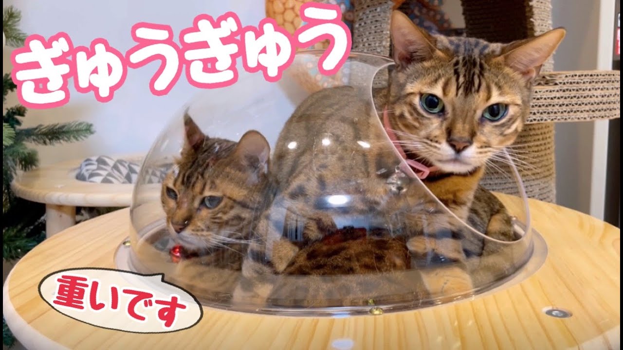 ママが大好き！そっくり美人母娘猫がぎゅうぎゅう詰めになってます