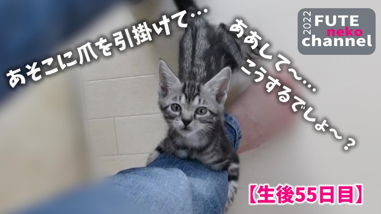 登ろうとする気迫だけはすごい子猫｜てんと＆そら㊽【保護子猫】