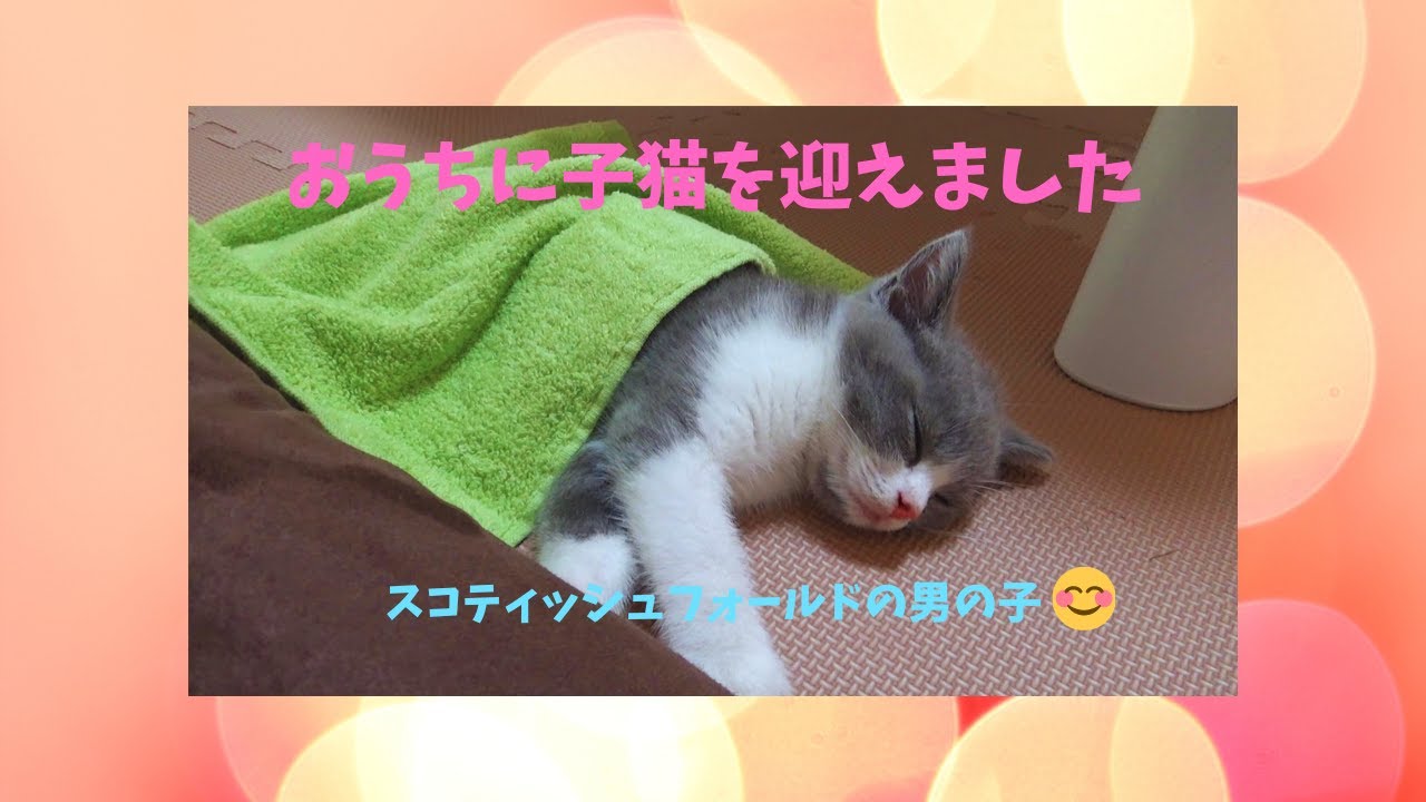 子猫をおうちに迎え入れました【立ち耳　スコティッシュフォールド】
