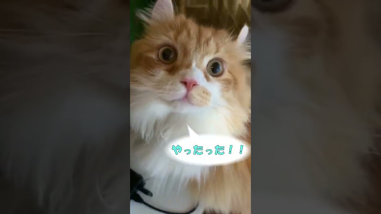 【ｱﾒﾘｶﾝｶｰﾙmocca】テレビの裏の小悪魔達 #shorts #ねこ #猫 #アメリカンカール