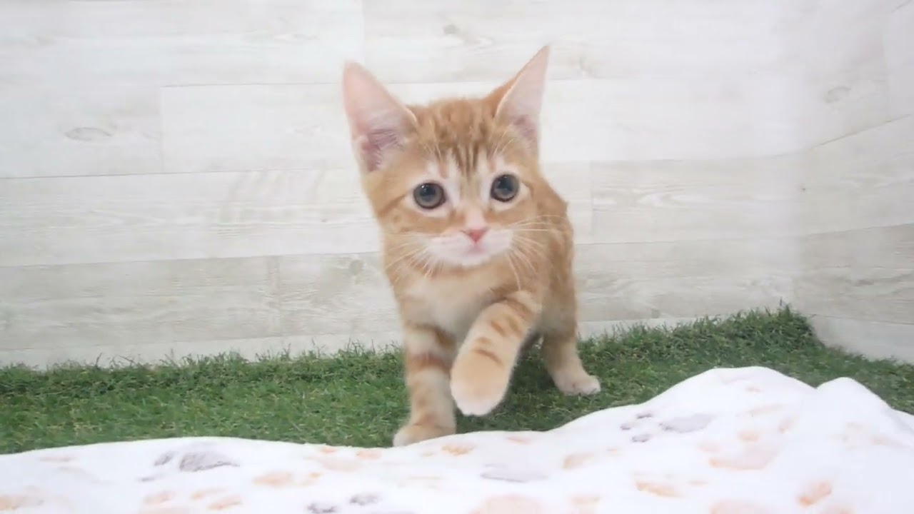 Coo&RIKU　No00615069 アメリカンショートヘアー