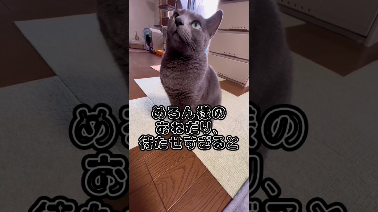 【ロシアンブルー】めろん、おねだりを知らん顔してるとこうなります😅【猫】#shorts