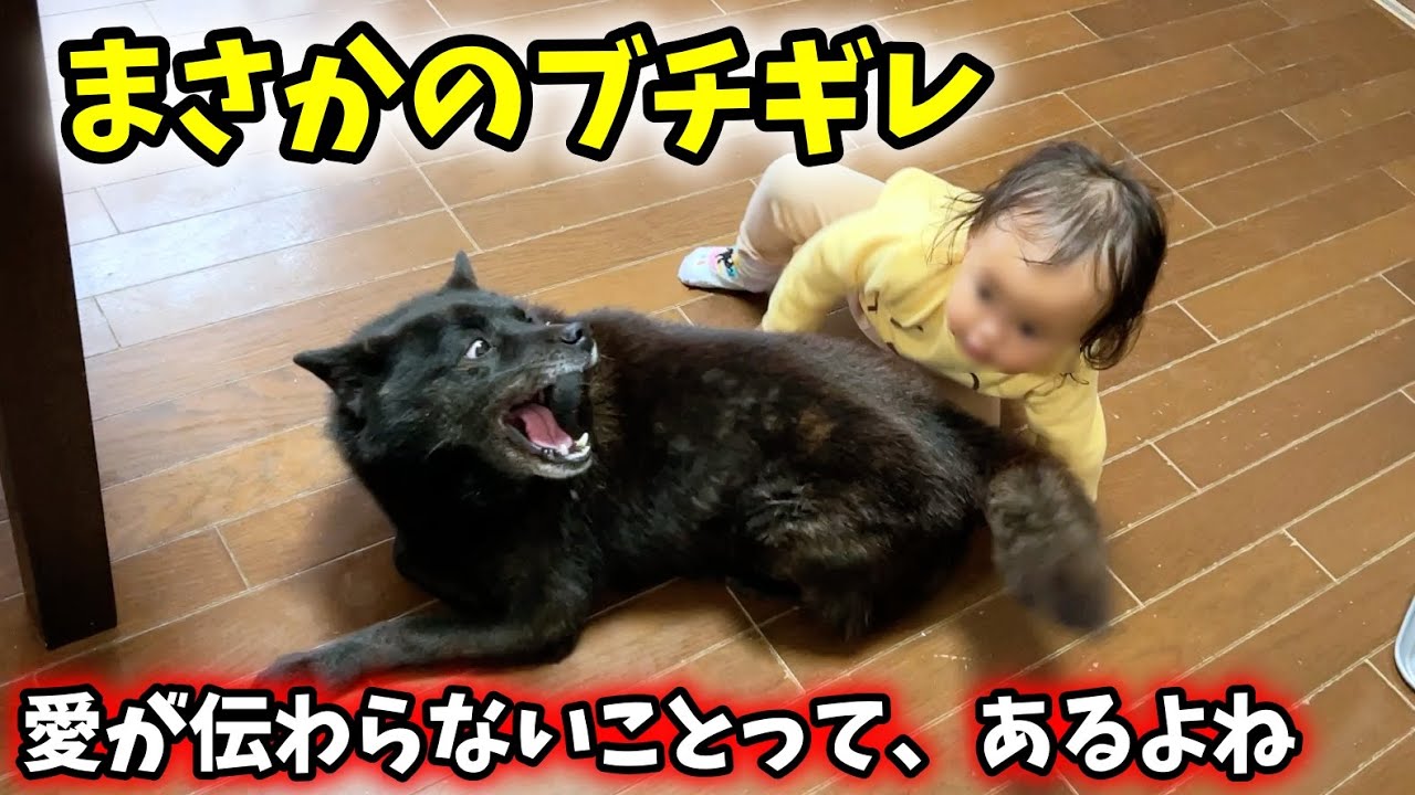 【子育て犬の苦悩】愛犬の独特なお礼方法に娘がブチギレ