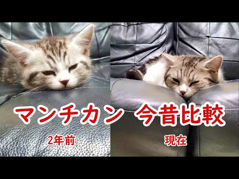 我が家の猫(マンチカン)を今と昔で比較してみました - Comparing our cats, now and then -